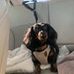 🐕🚗 2 в 1 колан за кучета + каишка – Една каишка, две приложения, за по-безопасно пътуване – Плащане при доставка ✨✅